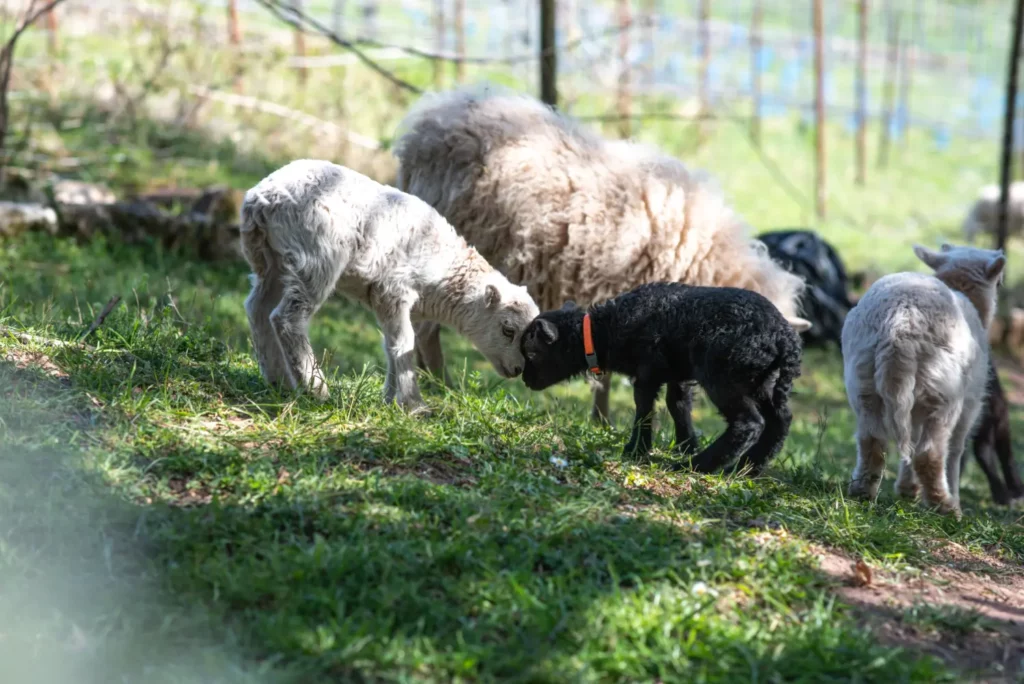 slider_schafpatenschaft_6